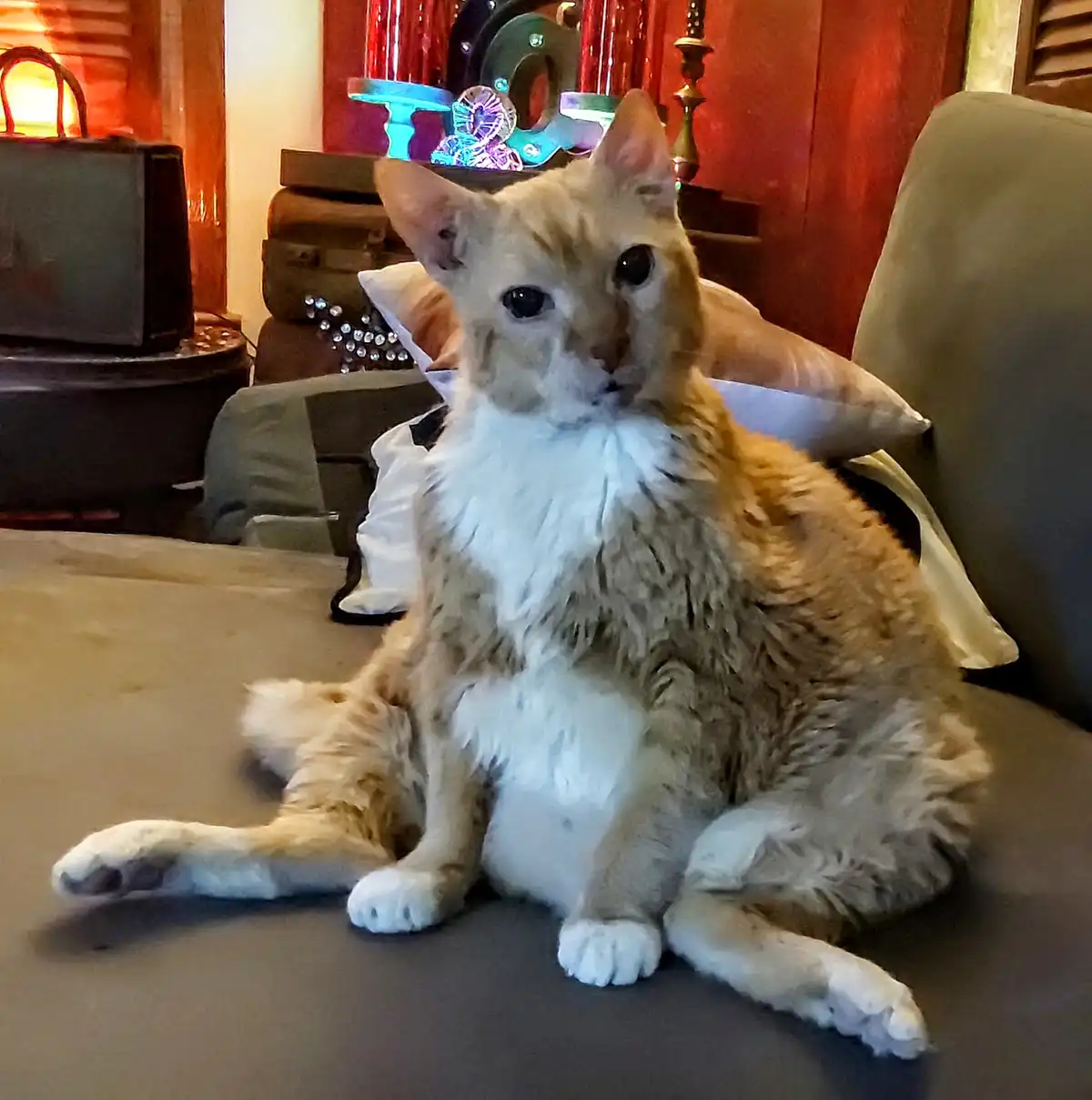 A fluffy orange and white cat sits on a gray couch with a bored, unimpressed expression, staring directly at the camera. The…