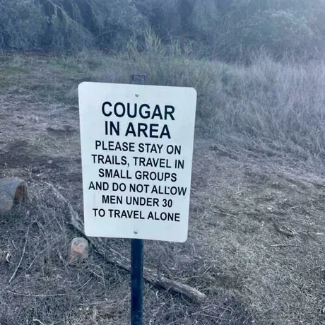 A white rectangular warning sign is mounted on a black post in a dry, grassy, wooded area. The sign reads: 'COUGAR IN AREA…