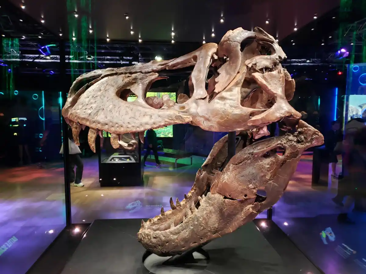 A large, mounted fossilized dinosaur skull, likely a Tyrannosaurus rex, is displayed in a museum exhibit with colorful…