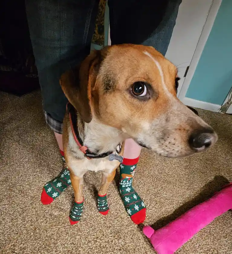 A brown and white dog with a white stripe on its forehead is standing on a beige carpet, wearing festive green and red…