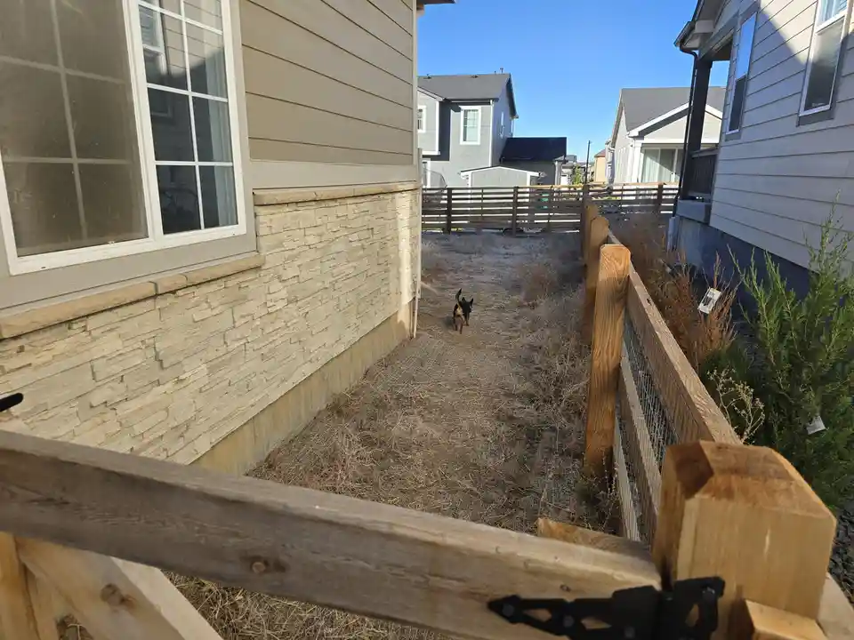 A small black and tan dog walks away down a narrow, fenced backyard path between two houses on a sunny day. The path is…