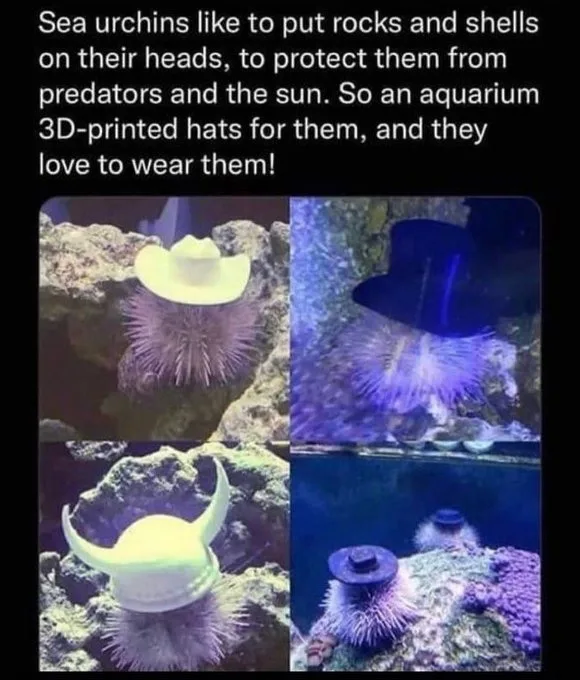 A four-panel image shows sea urchins wearing various 3D-printed hats, including a cowboy hat, a top hat, a Viking helmet…