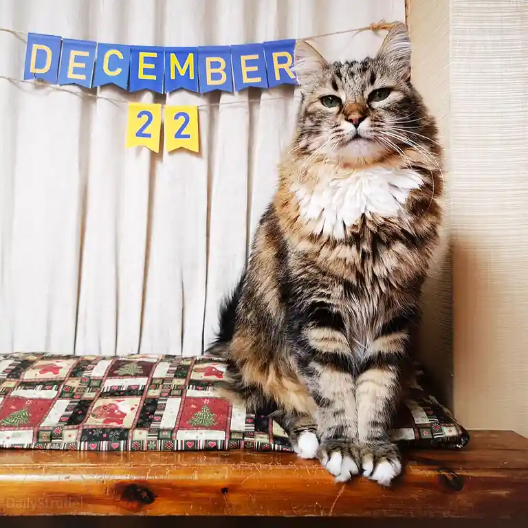 A fluffy tabby cat with green eyes sits regally on a festive, quilted cushion atop a wooden surface. Behind it, a blue and…