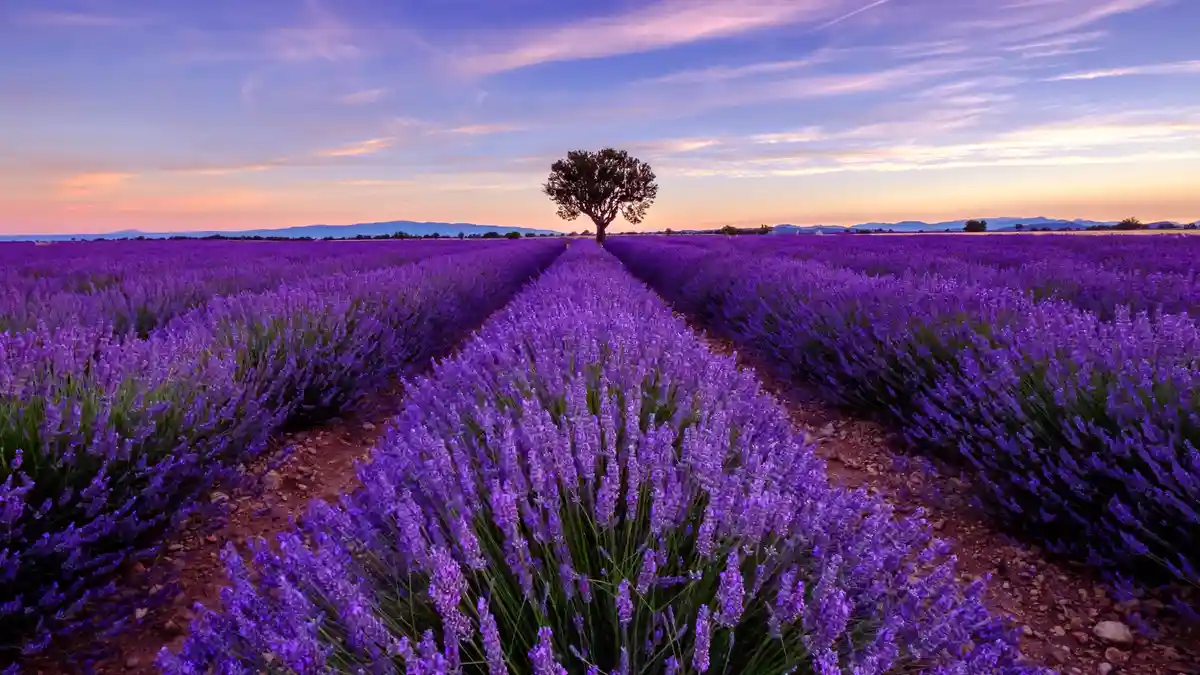 Breathtaking sunrise in Provence's lavender fields, where thick purple blooms fill the summer air with their gentle, fresh…