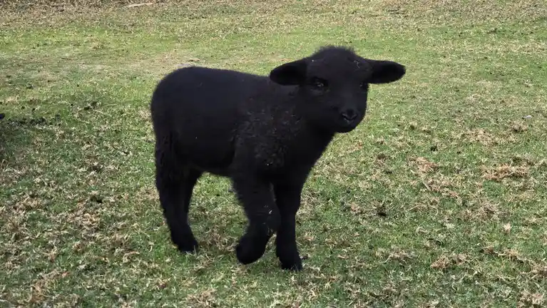 A small, fluffy black lamb stands in a grassy field with patches of dry grass and scattered droppings, looking directly at…