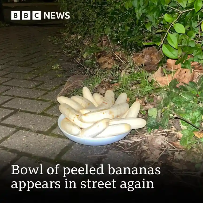 A white bowl filled with peeled bananas sits on a paved sidewalk next to green bushes and fallen leaves. The image is…