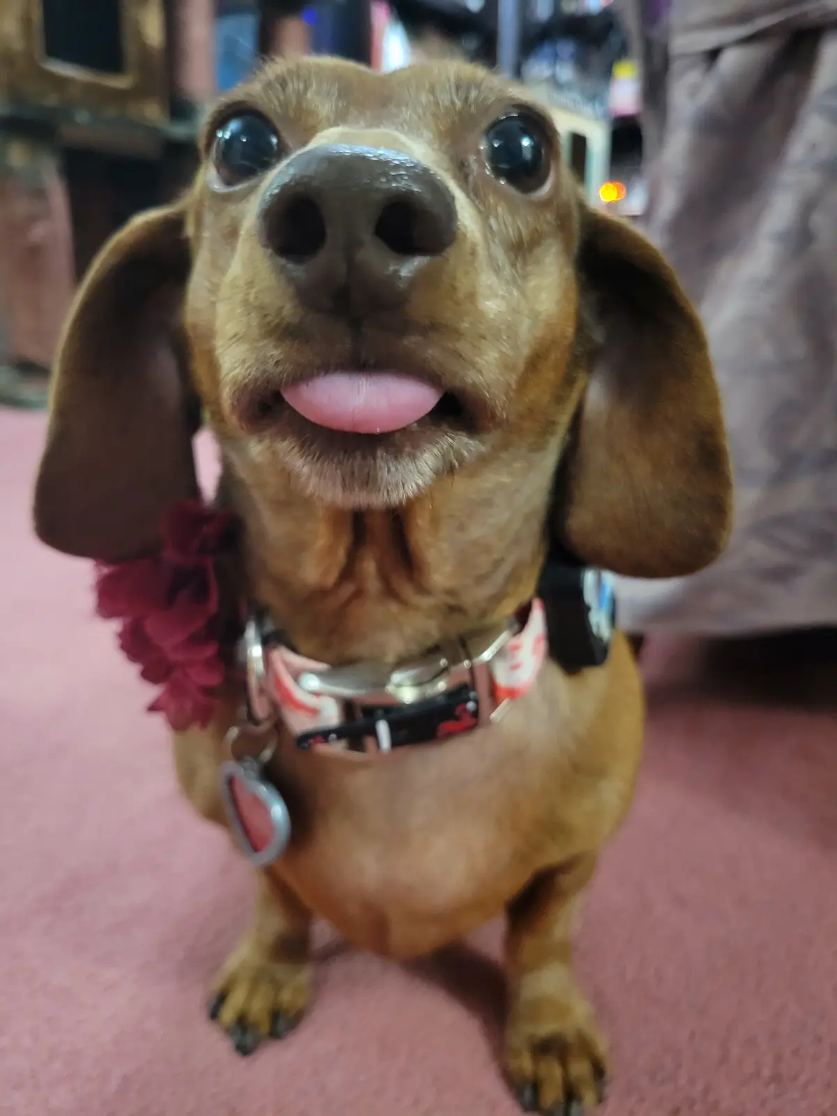 A close-up photo of a brown dachshund with large, expressive eyes and its tongue sticking out, looking directly at the…