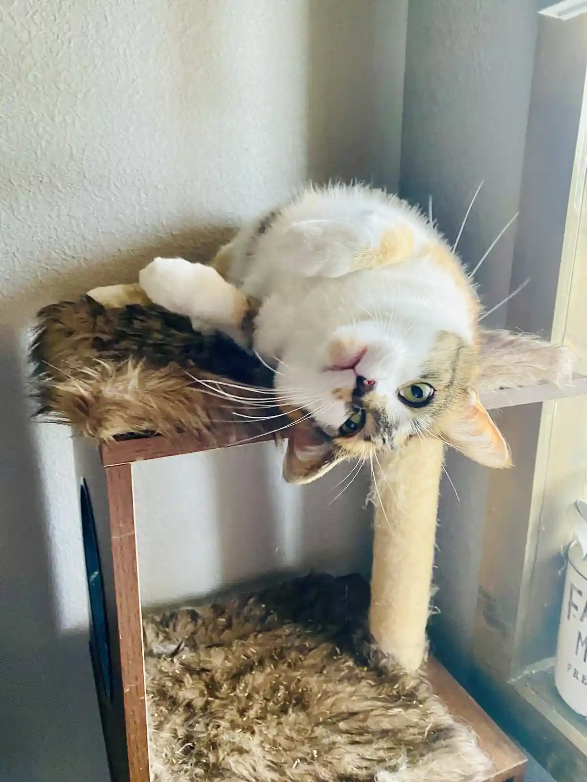 A calico cat is lying upside down on the top platform of a cat tree, looking directly at the camera with wide eyes. Its body…