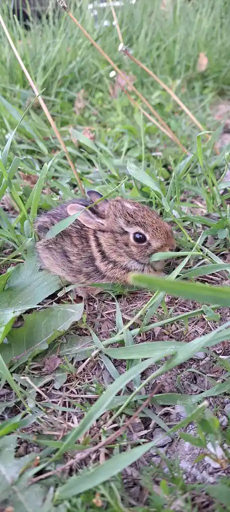 A small, brown baby bunny with large dark eyes is peeking out from among green grass and dandelion leaves, looking directly…