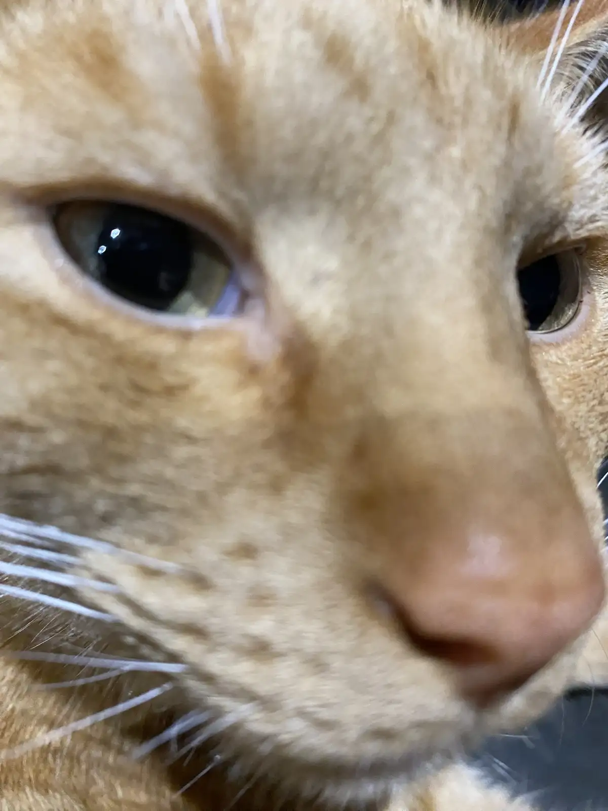 A close-up photo of an orange tabby cat's face, focusing on its nose, whiskers, and eyes. The cat has a calm, slightly…