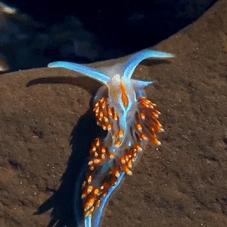 Kickstart Your Week with Sea Slug Monday Vibes