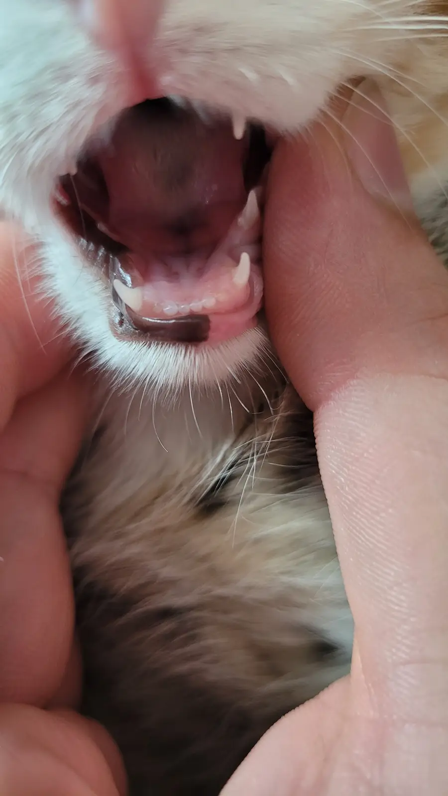A close-up photo shows a person's hands holding open the mouth of a fluffy cat, revealing its small teeth and pink gums. The…