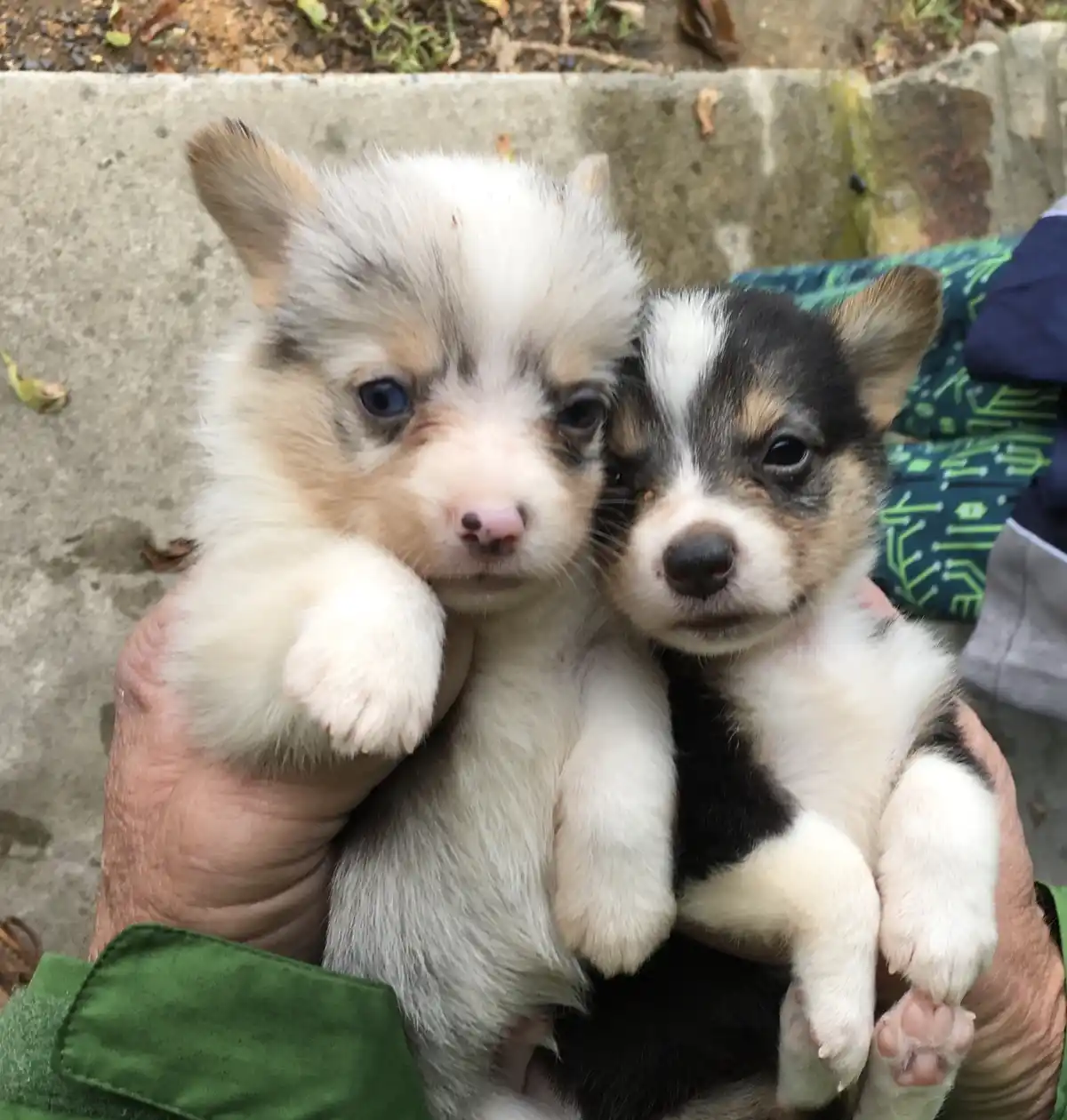 Two very young corgi puppies are being held in someone's hands, looking directly at the camera. The puppy on the left has…