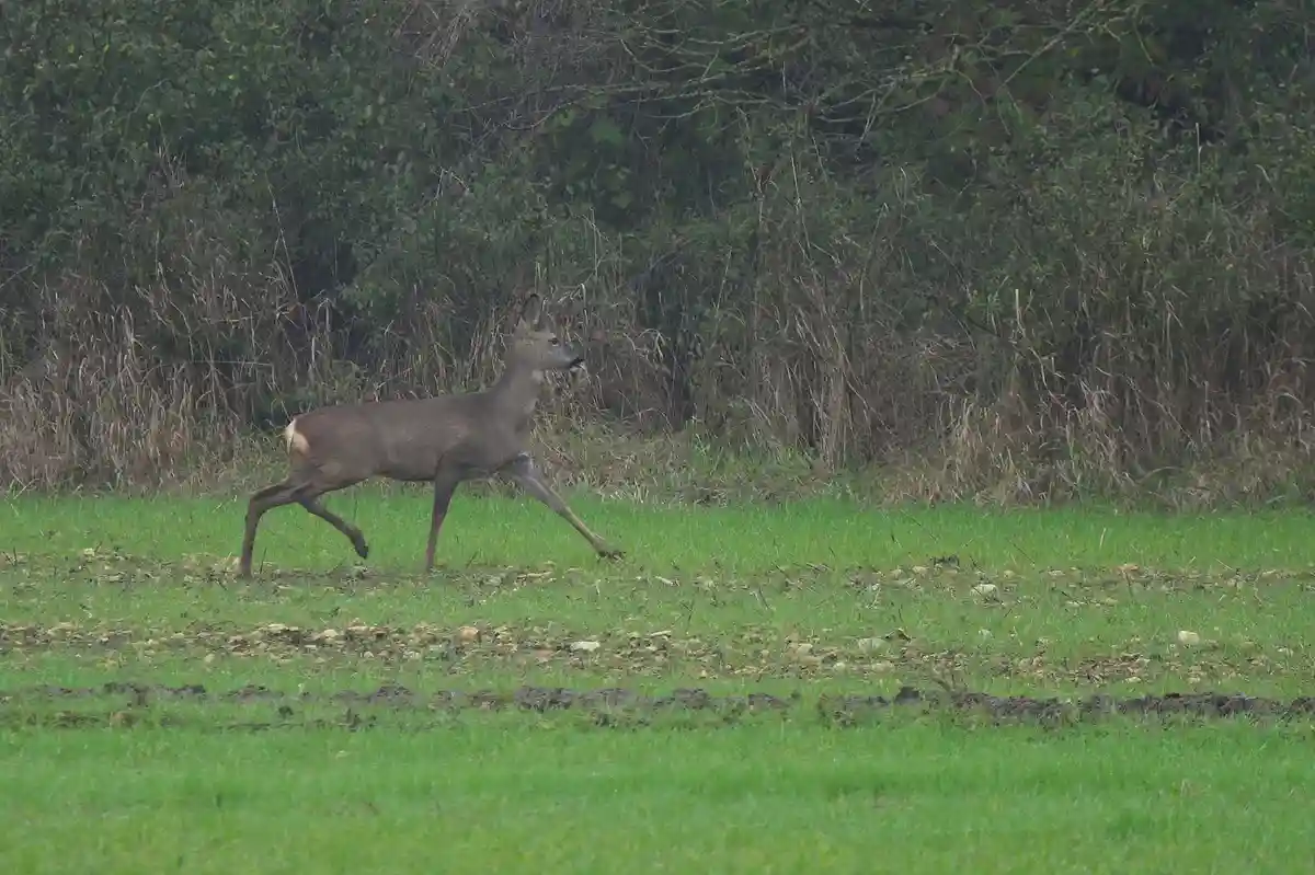 A brown deer is captured mid-stride running across a green field with a backdrop of dense bushes and dry grass. The deer's…