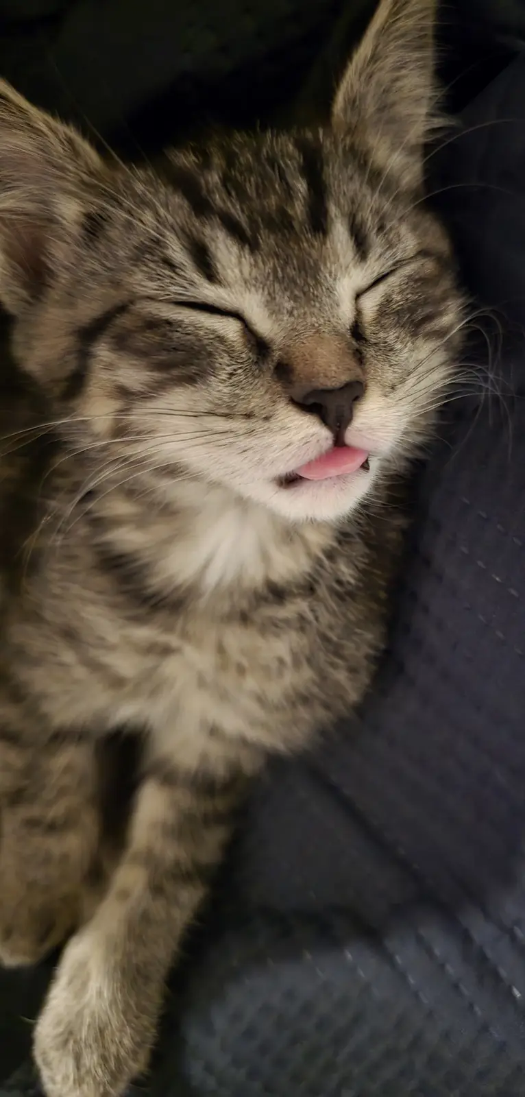 A close-up photo of a tabby cat sleeping peacefully with its eyes shut and tongue slightly sticking out, lying on a dark…
