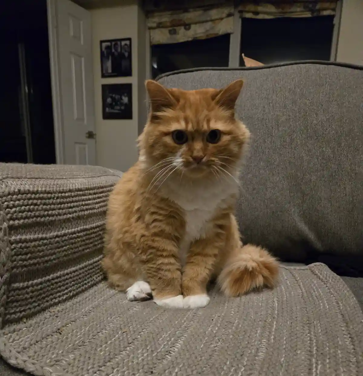 An orange tabby cat with white paws and chest sits on a gray textured couch, looking directly at the camera with a serious…