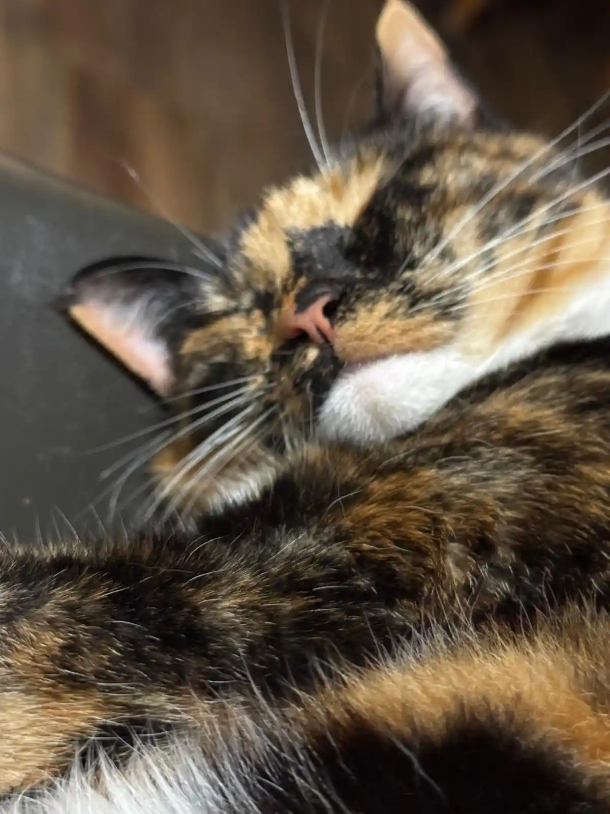 Crumble’s Daily Snapshot: A Picture Worth a Thousand Words