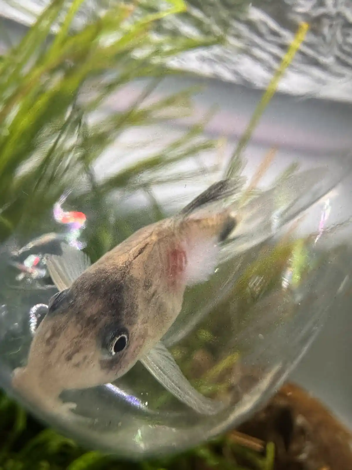 A small, pale fish with a noticeable red mark on its side swims in a clear glass container filled with water and green…
