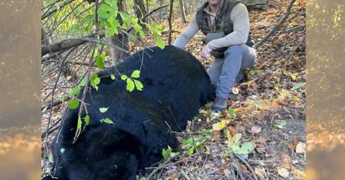A person in outdoor clothing is crouched beside a large black bear lying motionless on the forest floor covered in fallen…