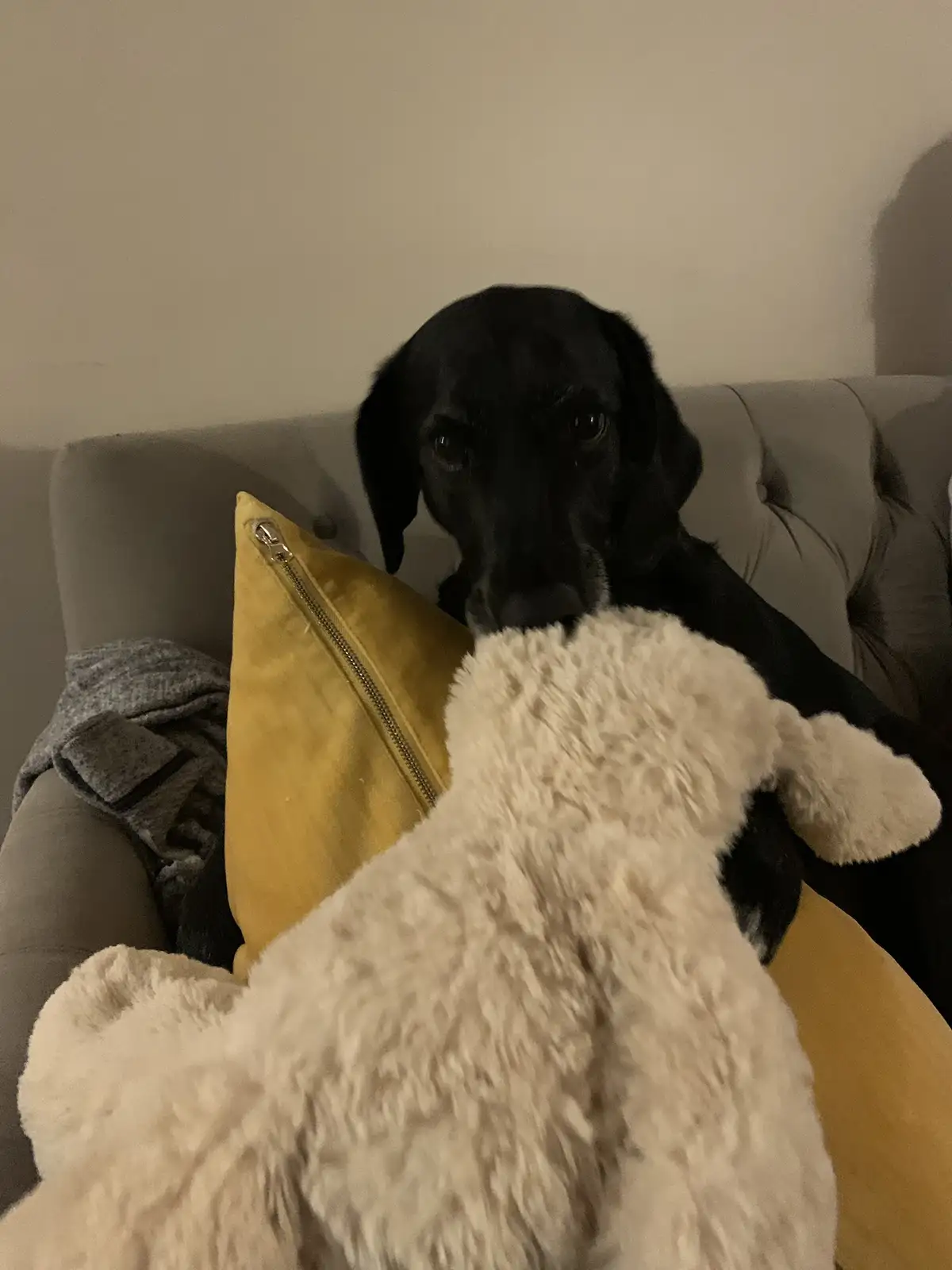 A black dog sits on a grey couch next to a yellow pillow and a grey blanket, looking directly at the camera with a sad…