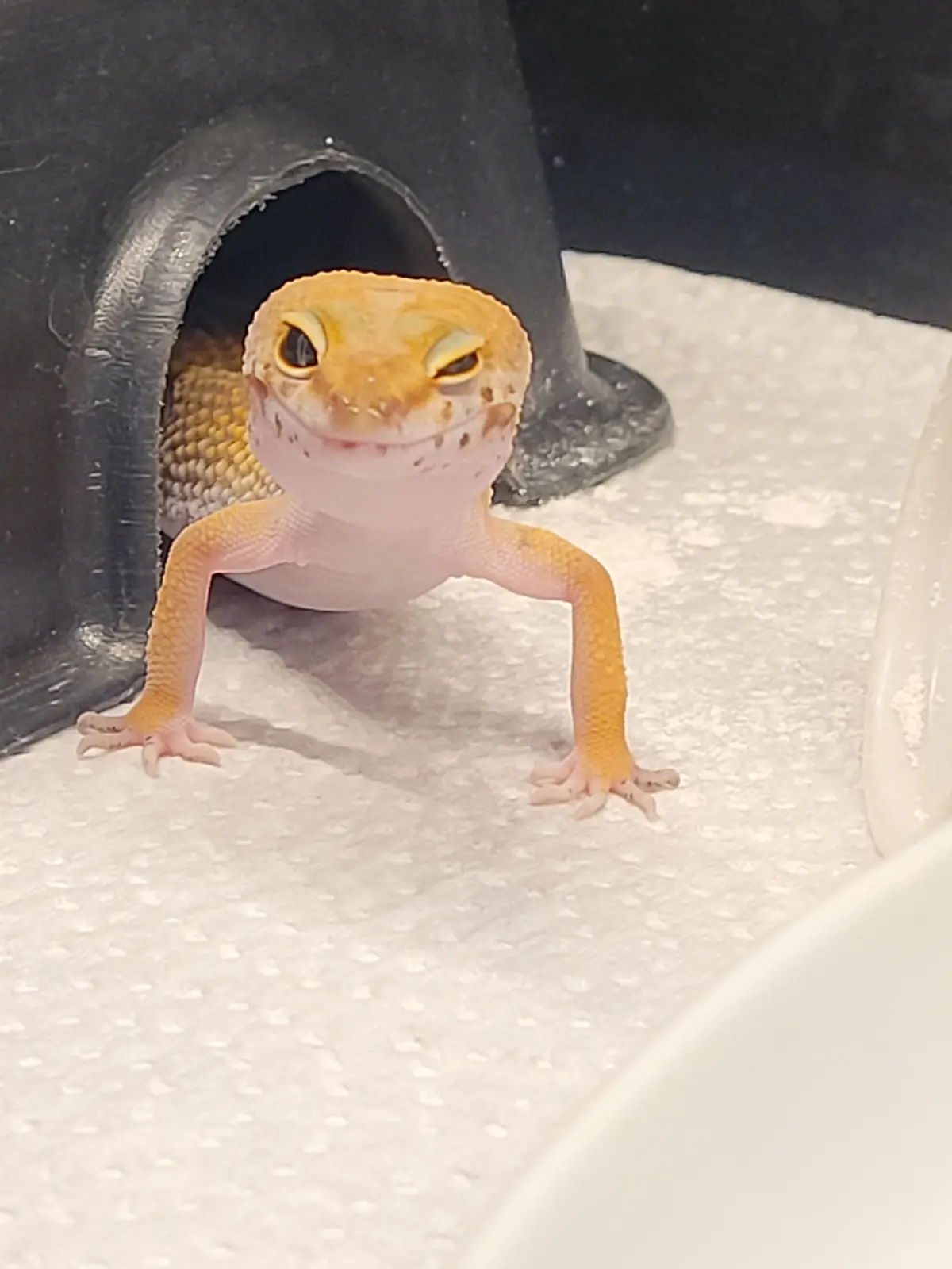 A small, light orange and pink leopard gecko with large, round eyes peeks out from a black plastic hide in a white paper…