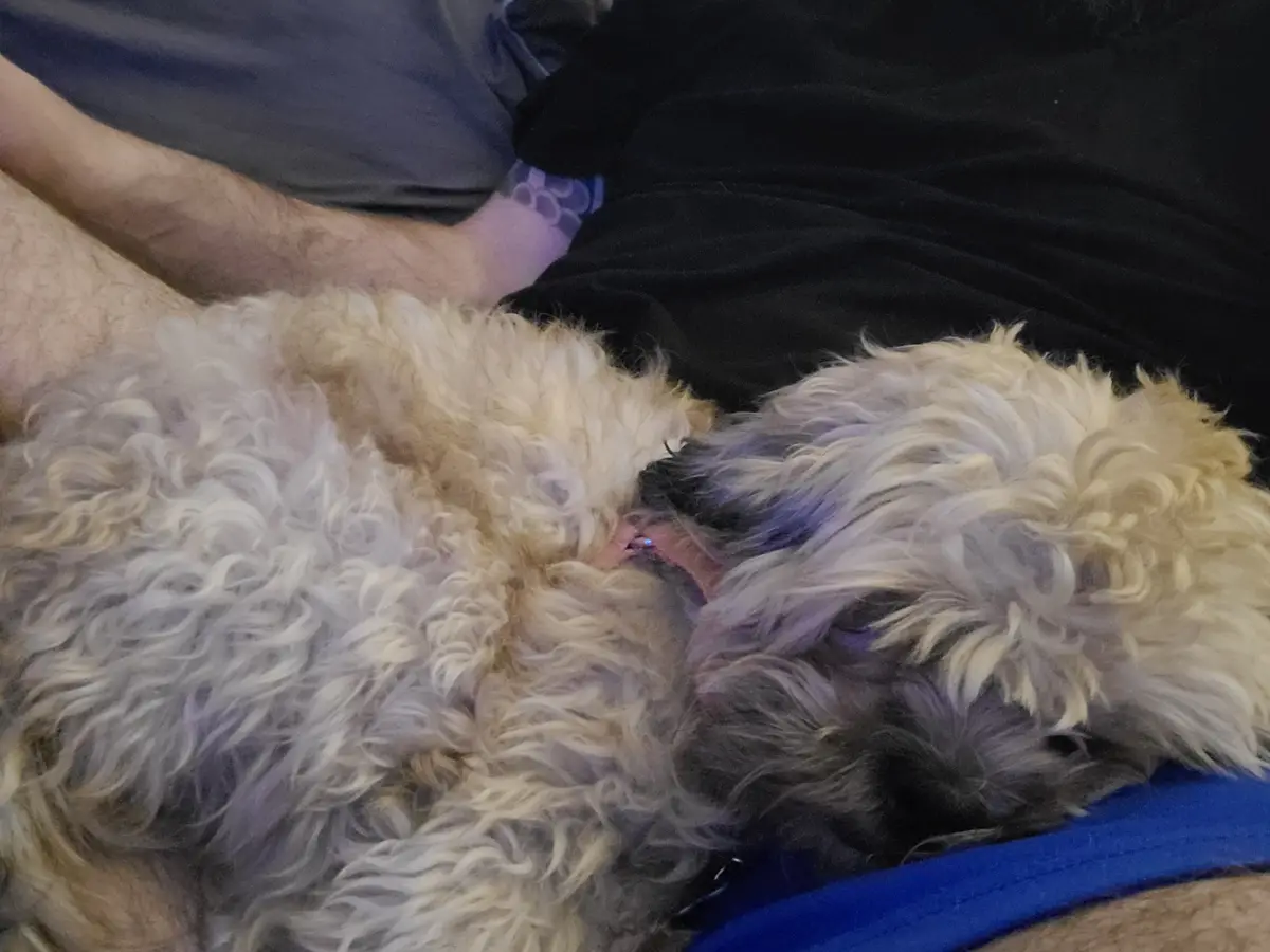 Meet My Mutt: Nandor the Relentless
