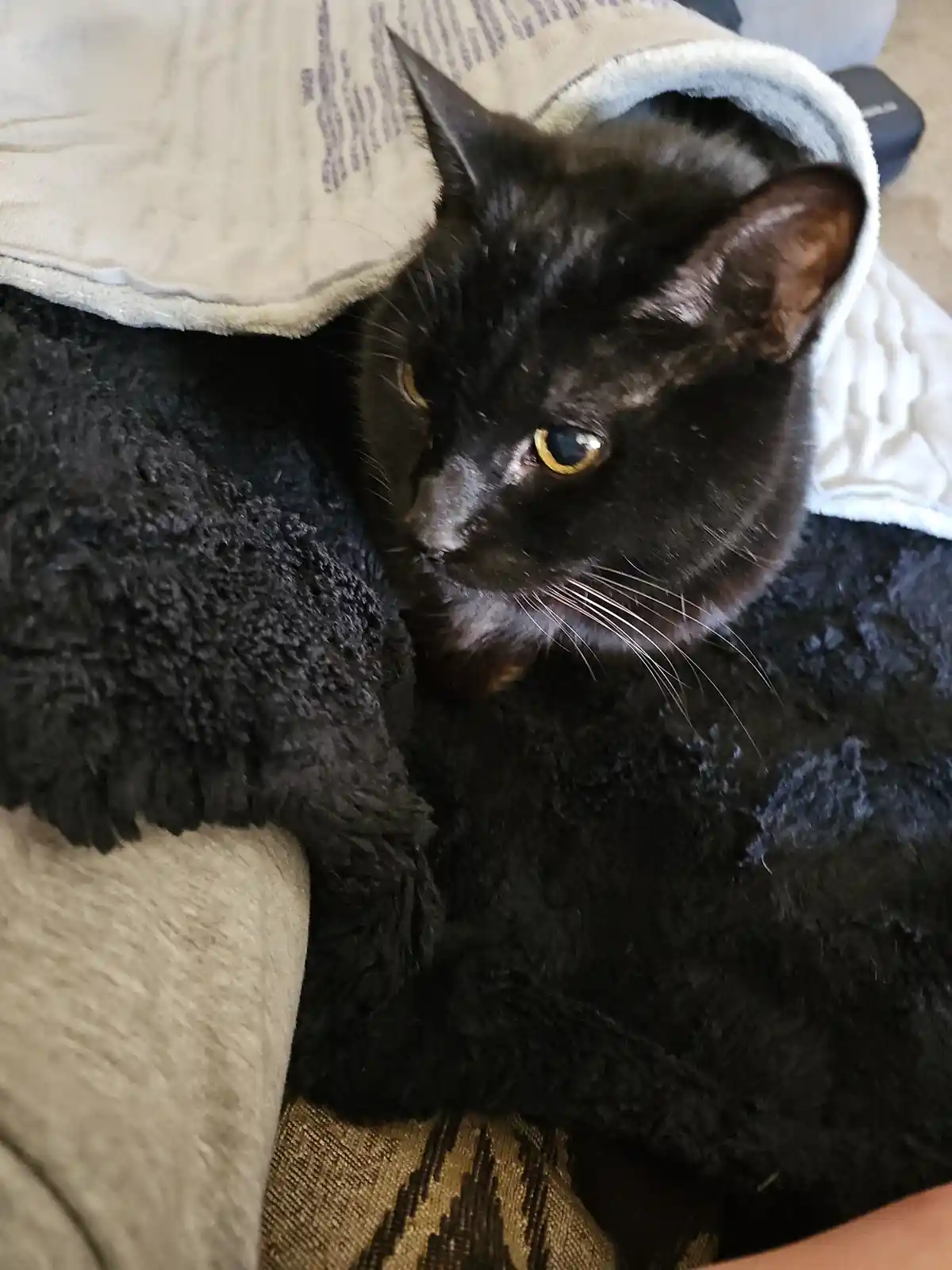 A black cat with yellow eyes peeks out from under a light-colored blanket, resting on a dark, fluffy surface. The cat's…