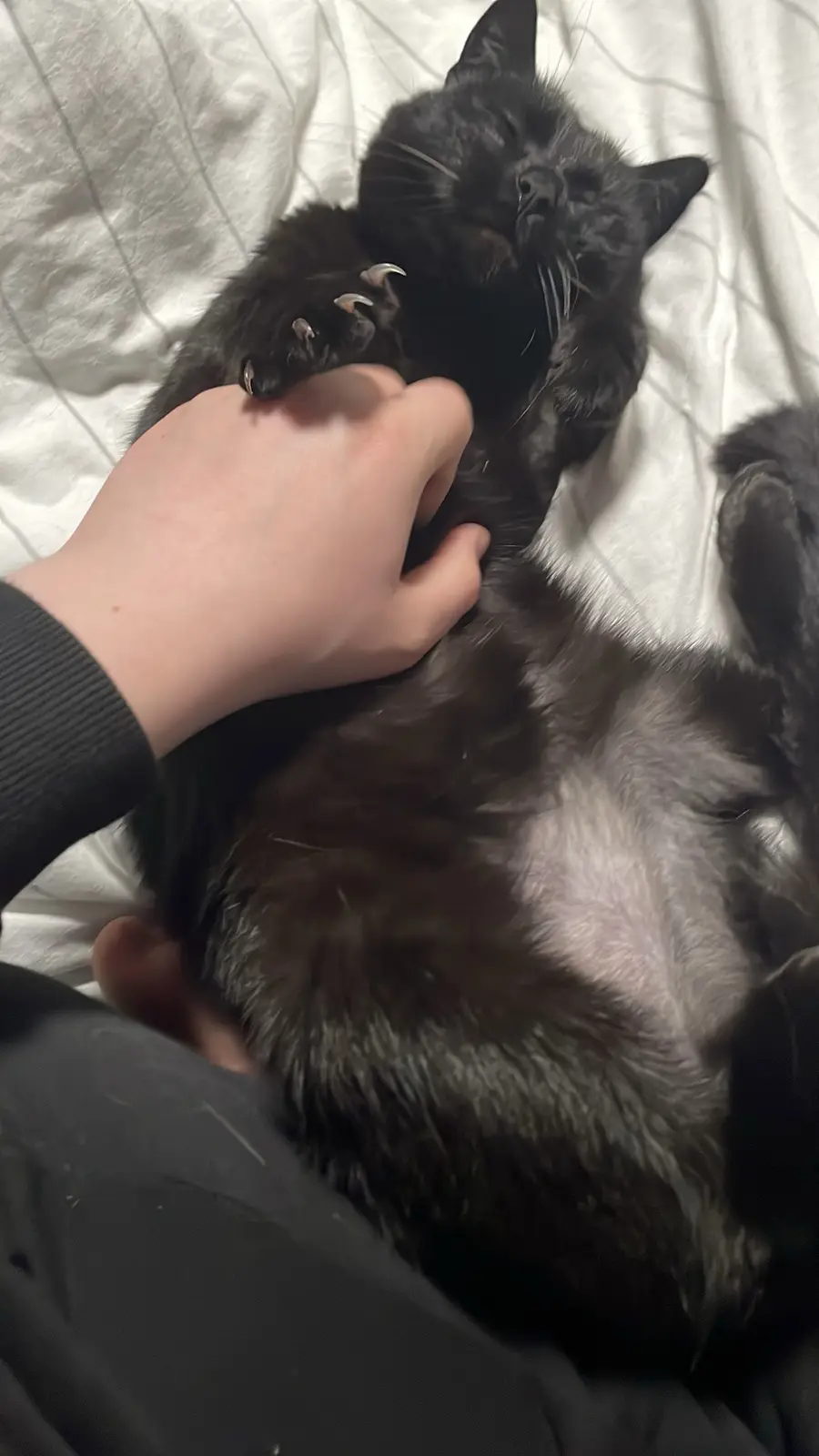 A black cat is lying on its back on a white bedsheet, exposing its belly while a person's hand gently pets its chest. The…