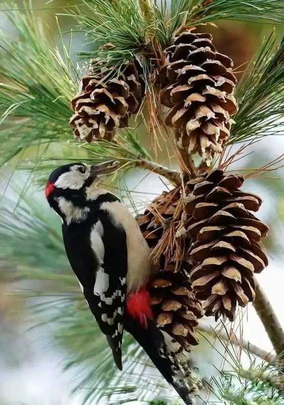 Meet the Pinecone Bird!
