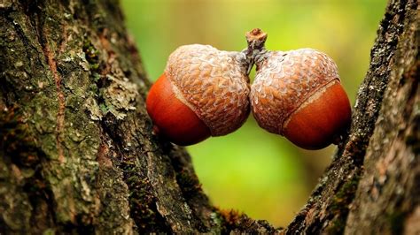 Two acorns are shown nestled in a tree's bark, appearing to kiss each other as their caps touch. The image has a soft…