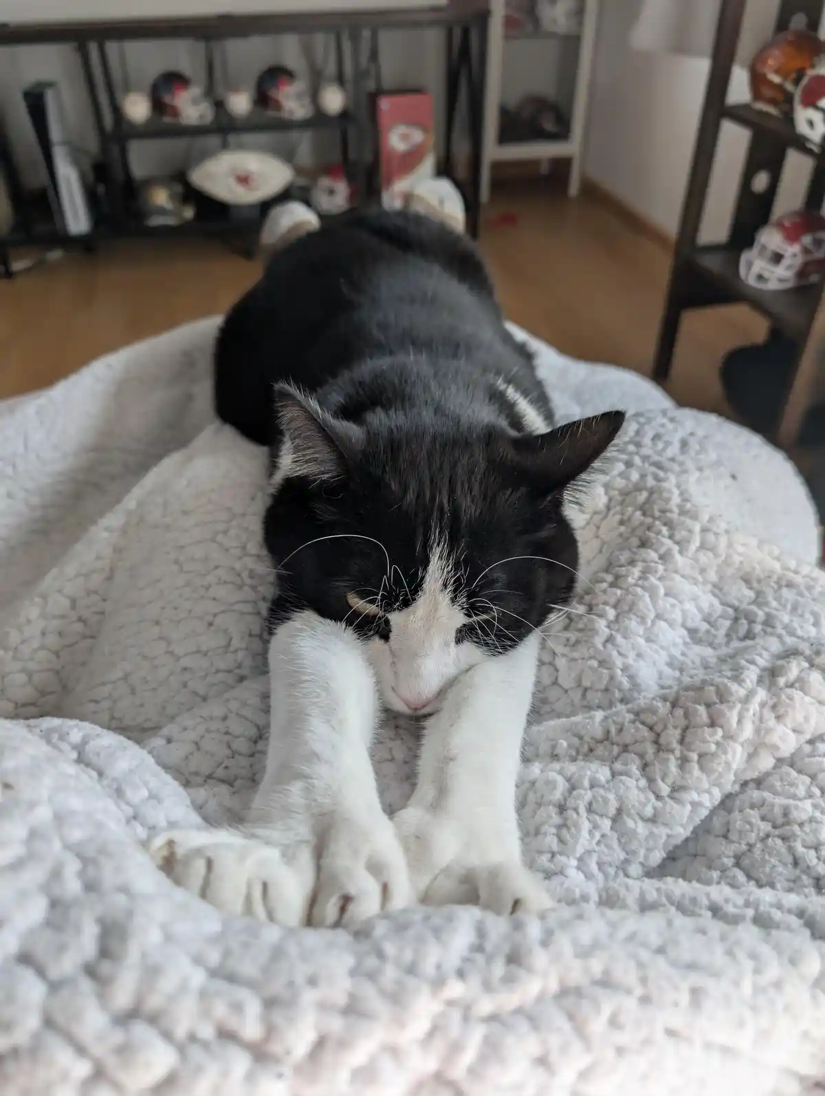 A black and white cat is lying on a fluffy white blanket with its paws tucked under its chin, eyes half-closed in a sleepy…