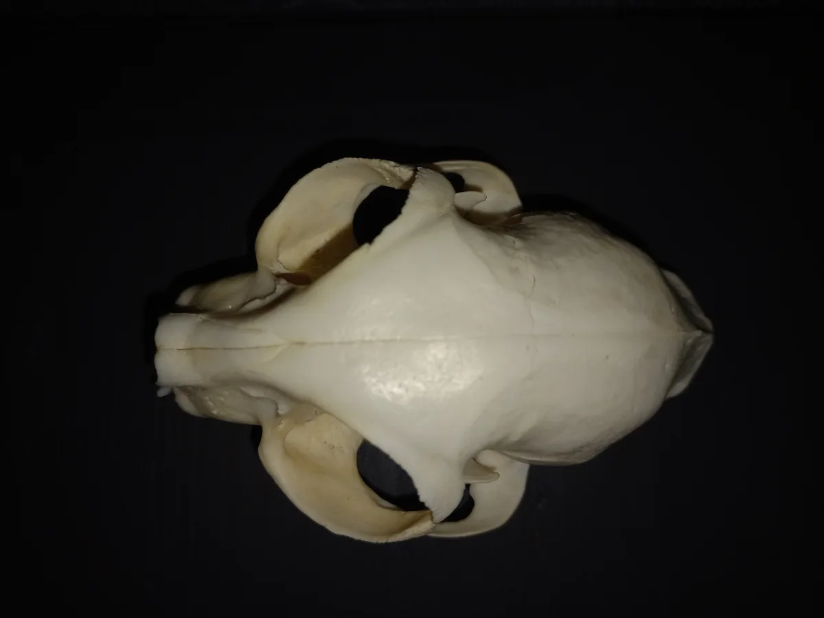 A close-up photograph shows the underside of a light-colored animal skull against a black background, with visible jawbone…