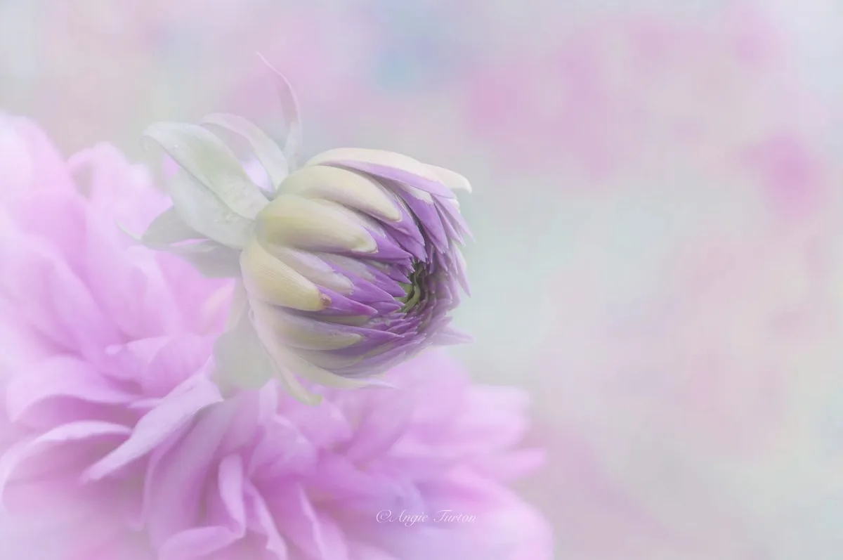 A soft-focus photograph shows a tightly closed, light purple and white flower bud emerging from a larger, blurred pink…