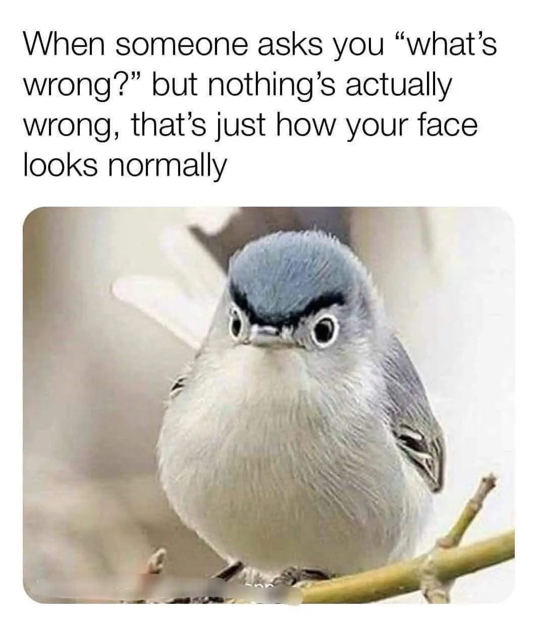 The Classic Resting Bird Face: A Mood