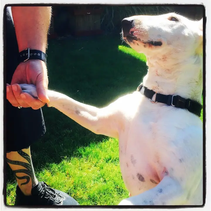 A white dog with black spots and a black collar is holding a human's hand with its paw in a sunny grassy yard. The human…
