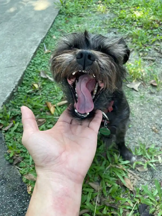 The Loyal Dog: Man's Best Friend in Action
