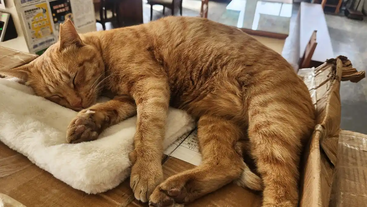 Endless Sleep: The Dreamy Life