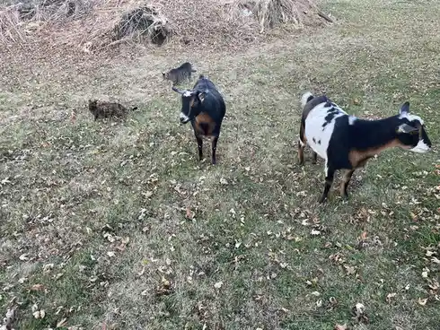 An outdoor photo shows two goats and two cats standing on grass covered with fallen leaves. One goat is black with a white…