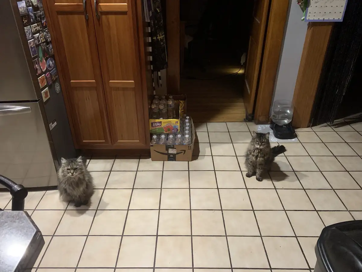Two fluffy long-haired cats sit on a tiled kitchen floor, looking directly at the camera with unimpressed expressions…