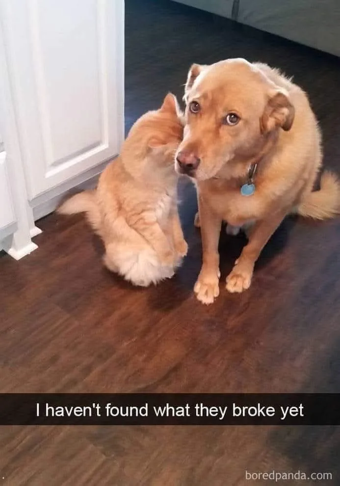 A fluffy orange cat sits on a dark wood floor next to a light brown dog, nuzzling the dog's cheek. The dog looks up with a…