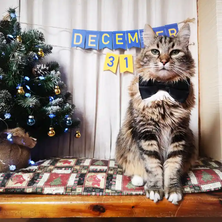 A fluffy tabby cat wearing a black bowtie sits regally on a festive quilted cushion, with a decorated Christmas tree to its…