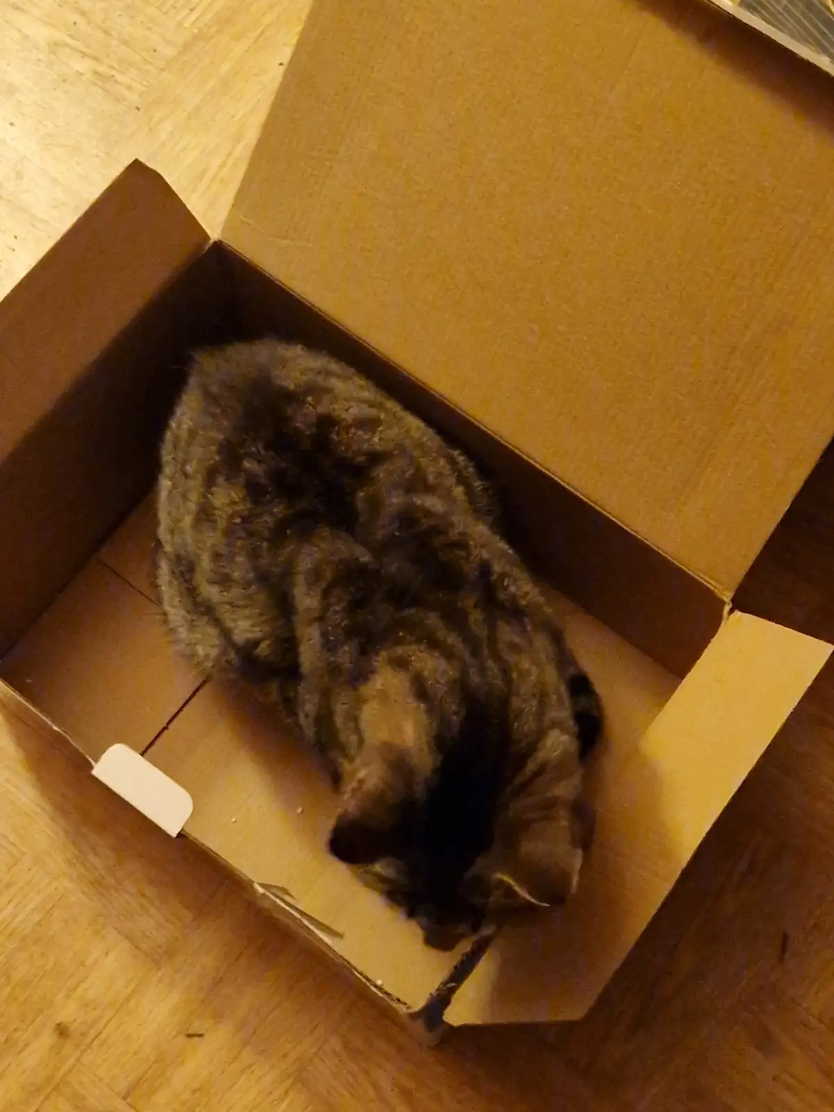 A tabby cat is curled up and sleeping inside an open cardboard box on a wooden floor. The image has text overlaid that reads…