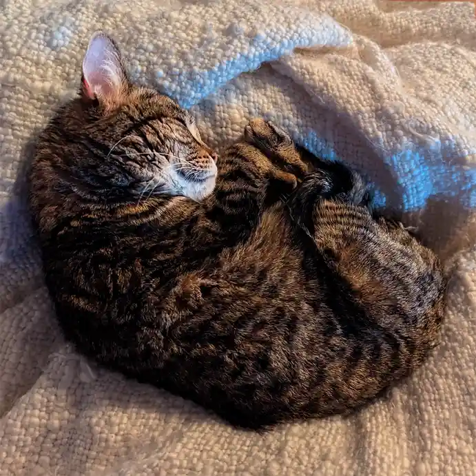 The Adorable Sleepy Kitty