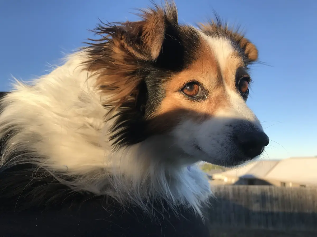 A close-up photo of a fluffy, tri-color dog (likely a Shetland Sheepdog) looking off to the side against a clear blue sky…