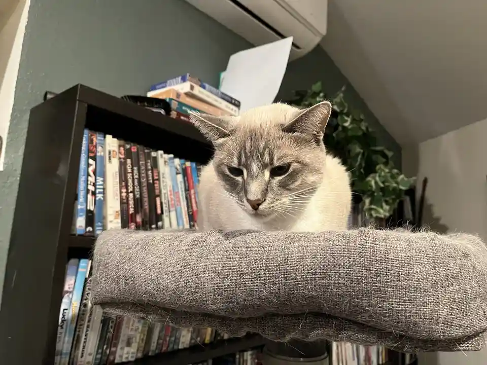 Daily Cat Chronicles: Ivy's Journey - Day 356