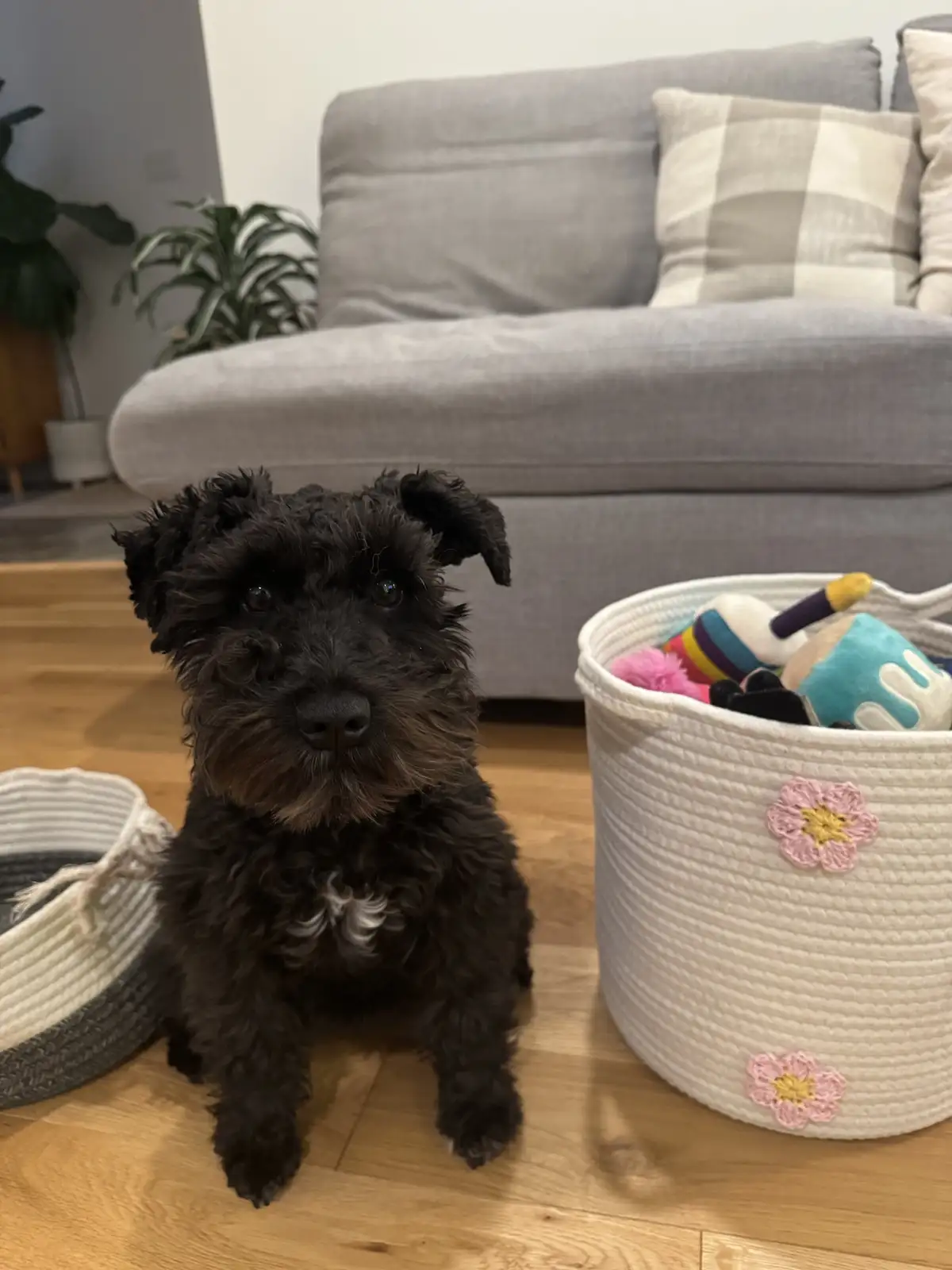A small black dog with scruffy fur sits on a wooden floor looking directly at the camera with a serious expression. To its…