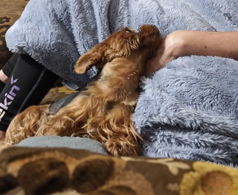 A small, fluffy brown dog is lying on its back on a person's lap, being petted by a human hand. The person is covered by a…