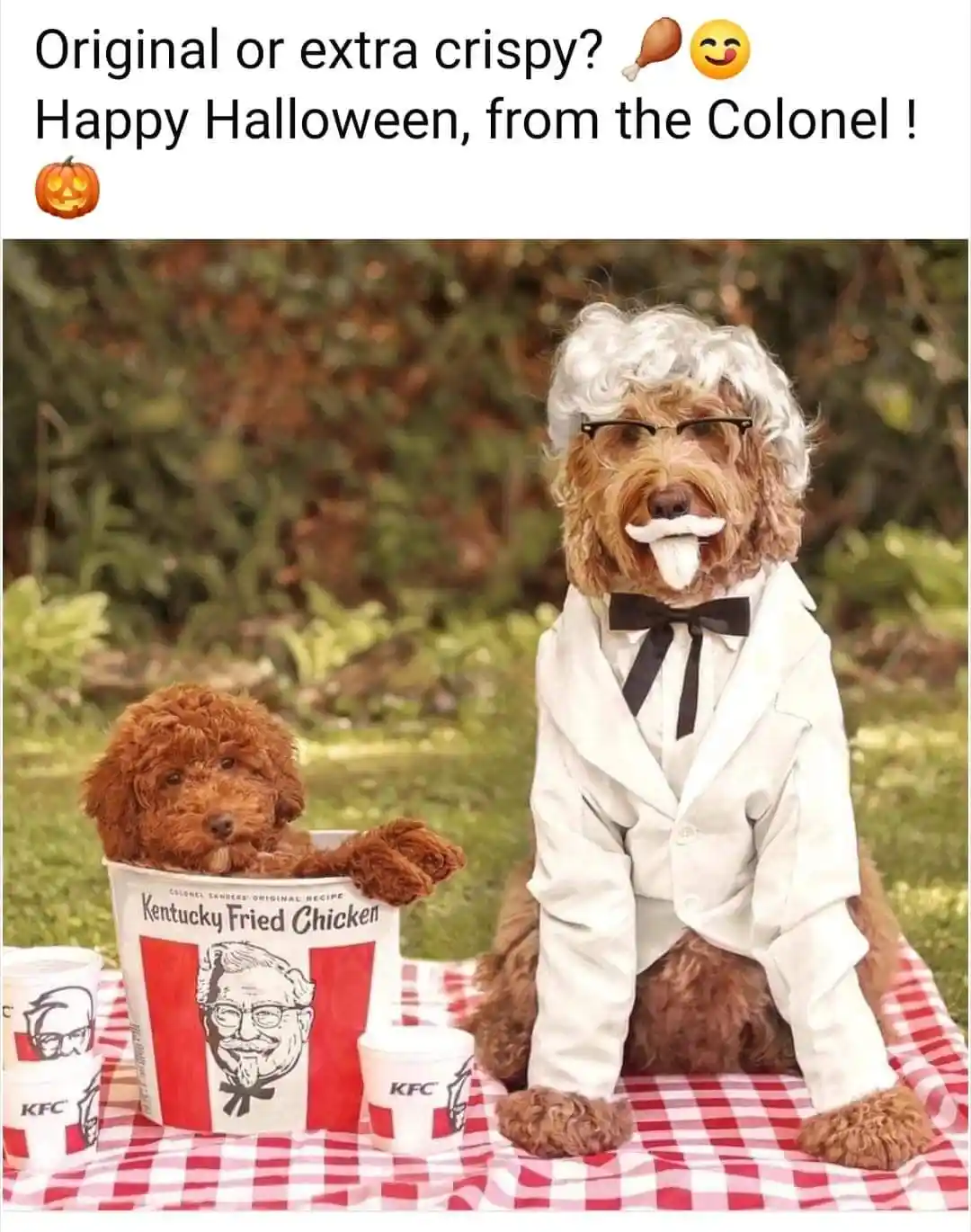 Two brown poodles are dressed as KFC's Colonel Sanders and a chicken bucket. One dog wears a white suit, glasses, and a…