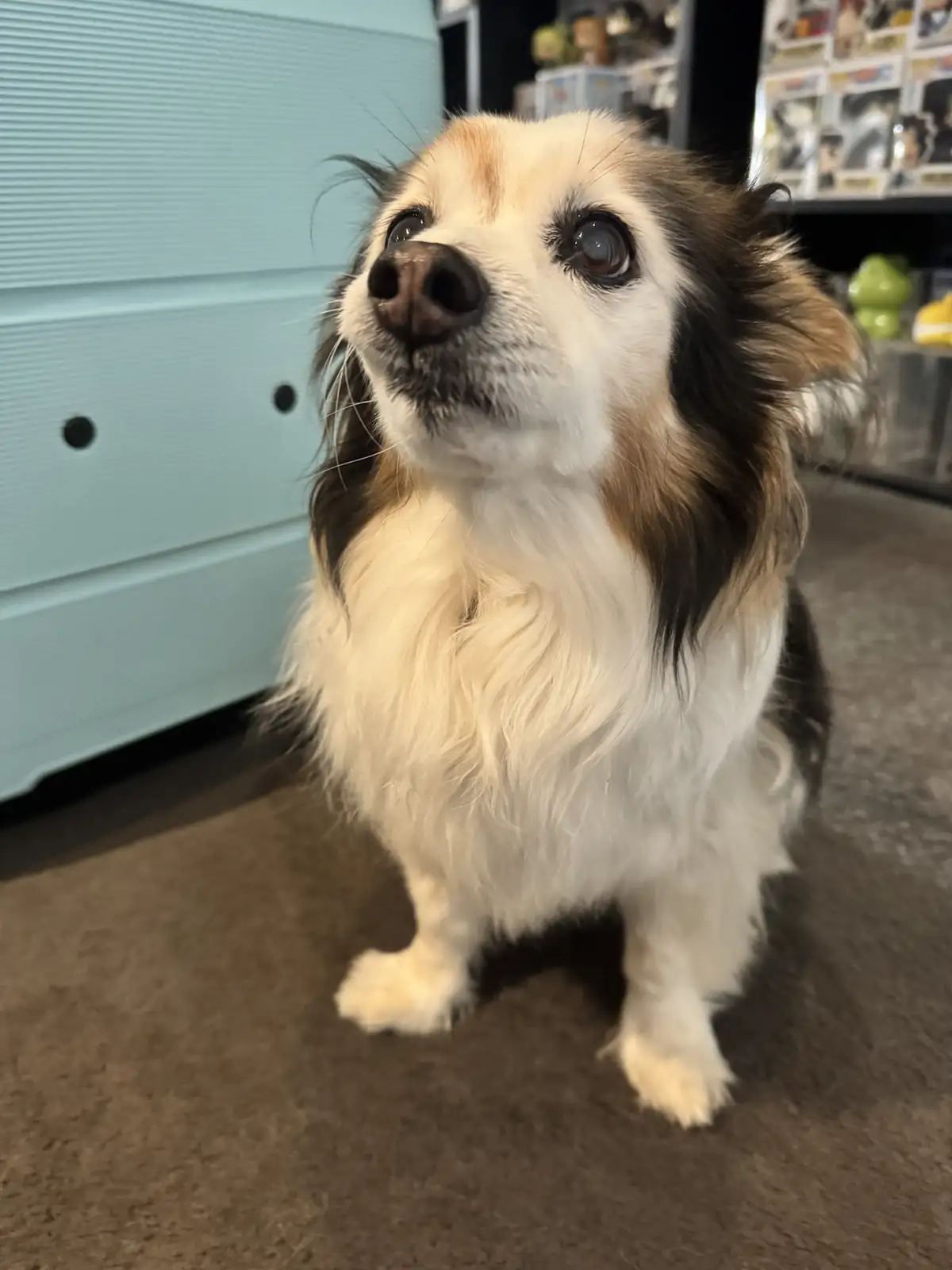 A small, fluffy dog with white, brown, and black fur sits on a carpeted floor, looking upward with large, expressive eyes…