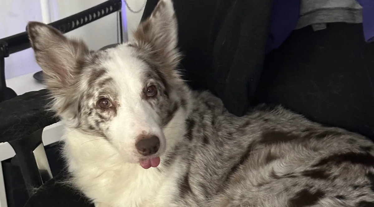 Jess the Dog: A Heartwarming Moment
